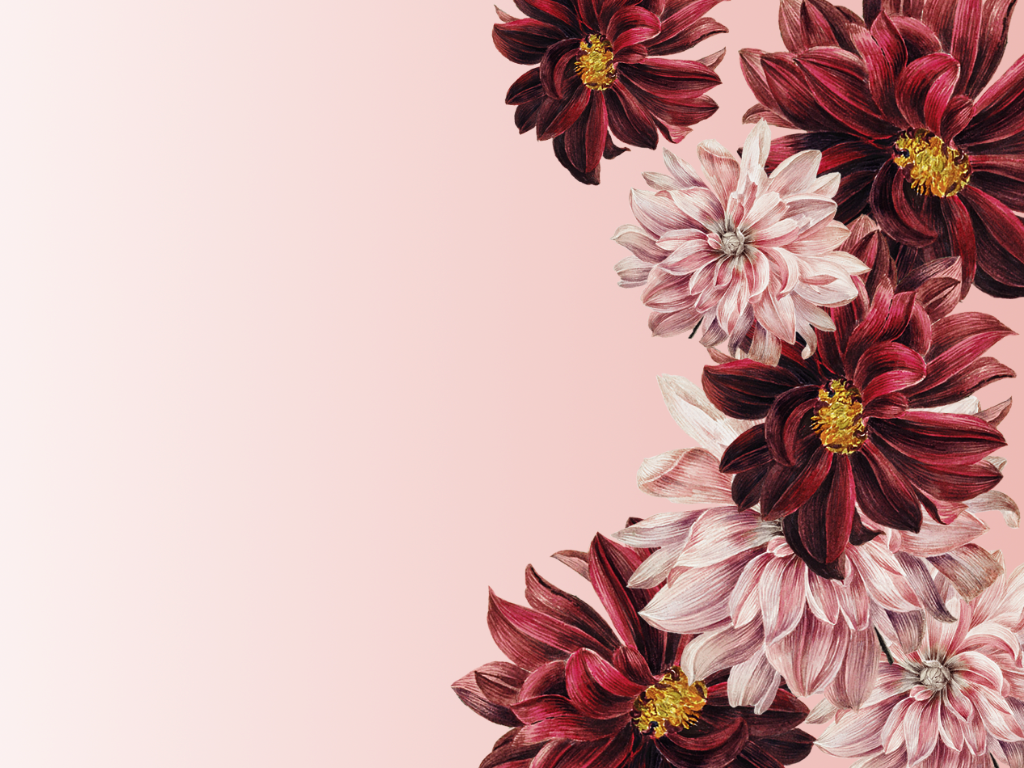 Red and cream flowers on a soft pink background